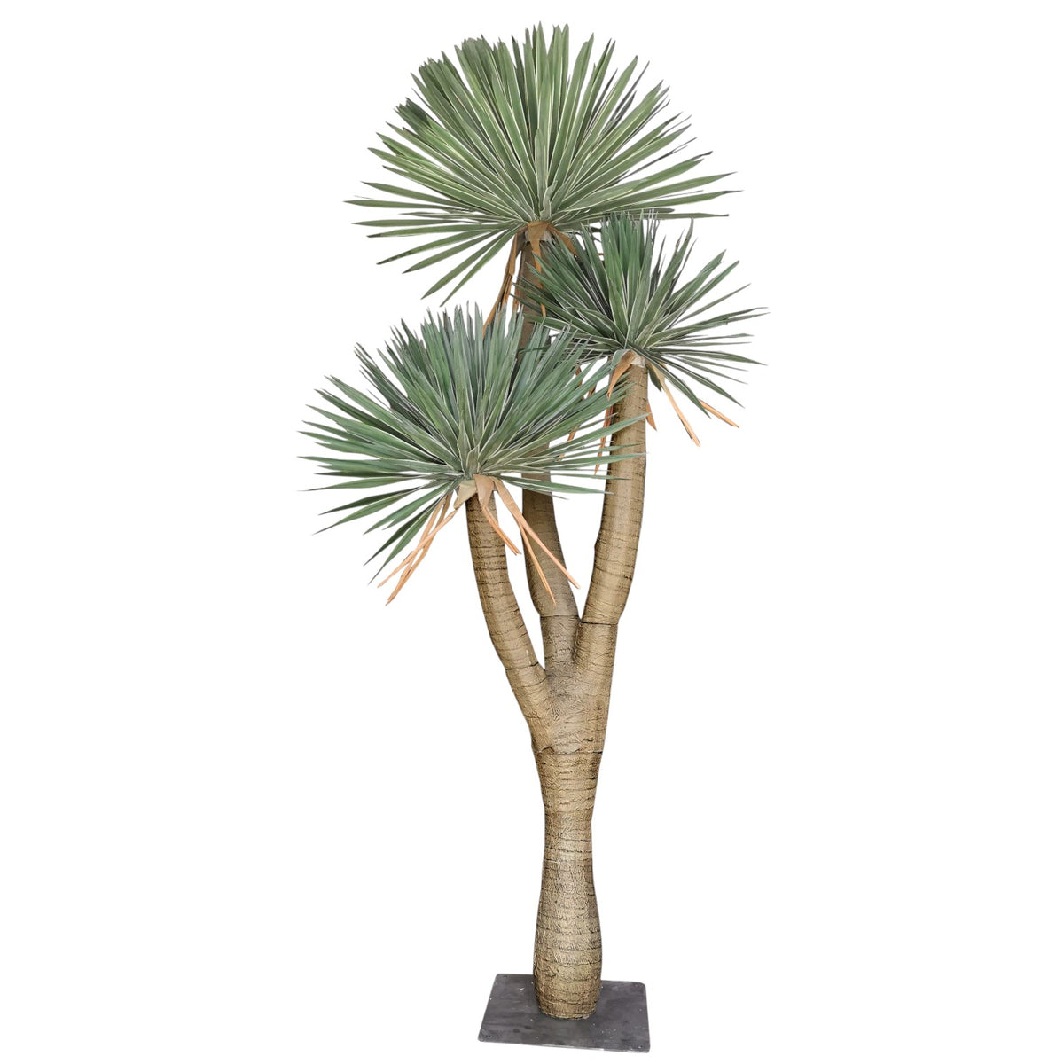 Yucca Tree 250cm. – Flourish_ph