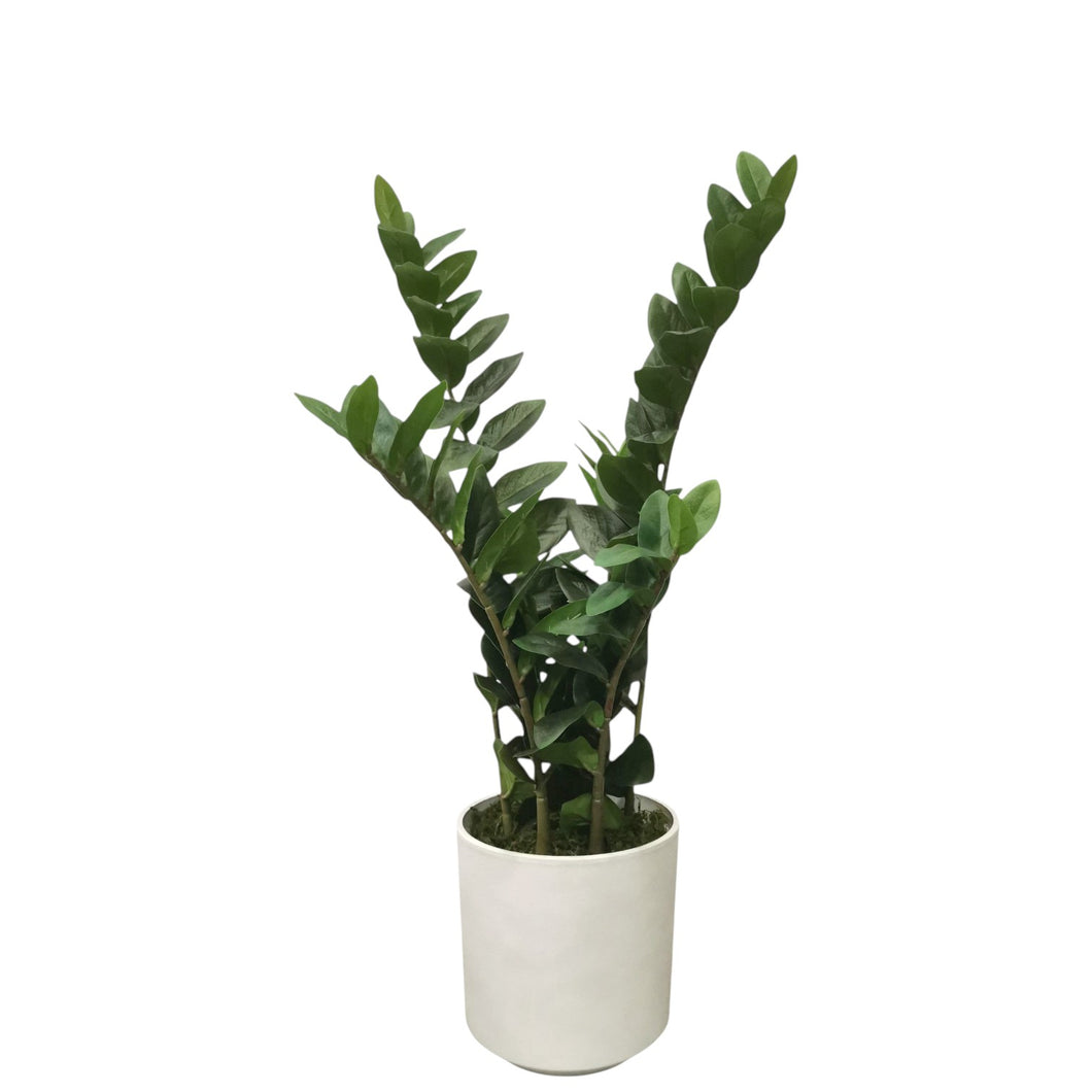 Zamioculcas Zamiifolia 79cm.