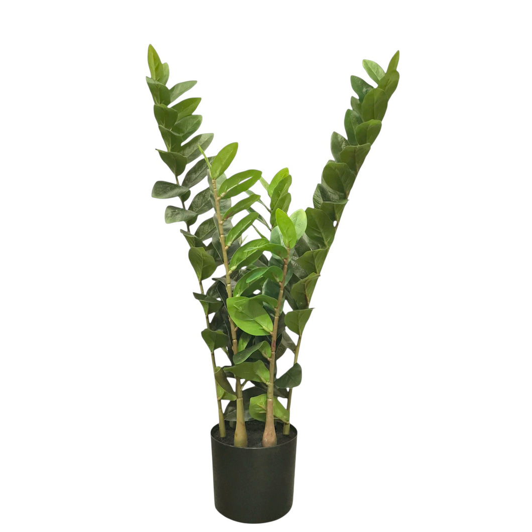 Zamioculcas Zamiifolia 75cm.