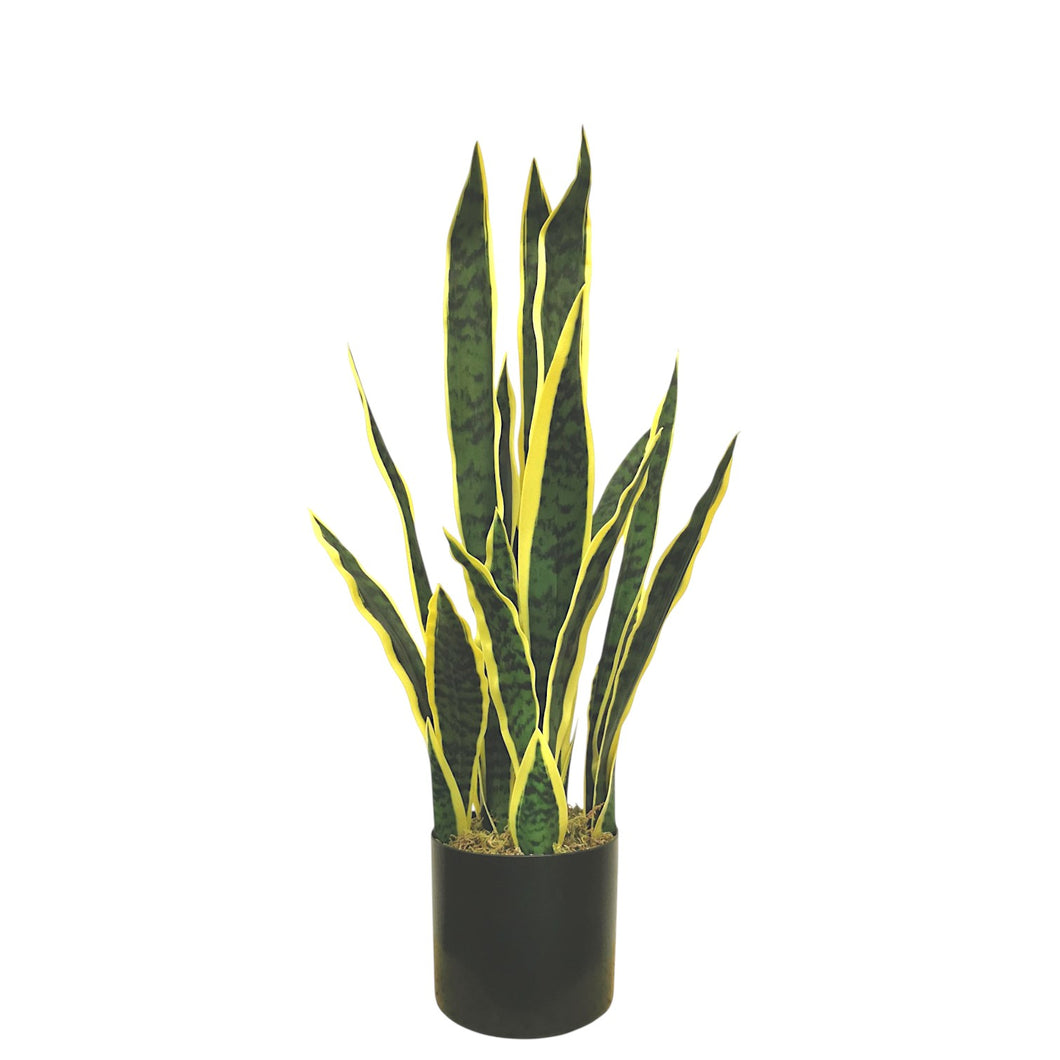 Snake Plant 69cm.