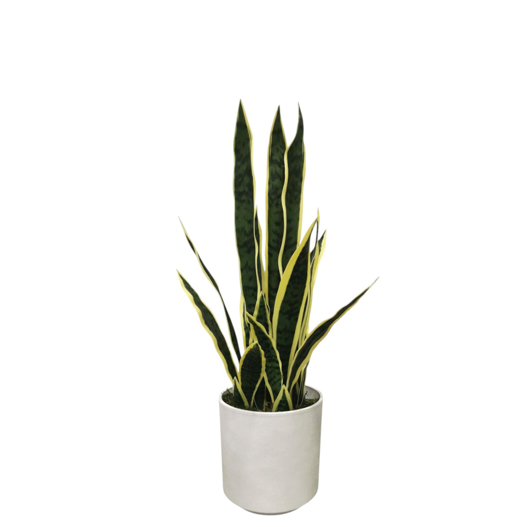 Snake Plant 75cm.