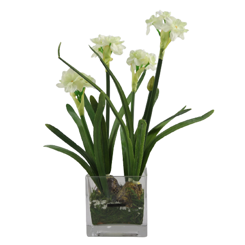 Narcissus Bulb Arrangement