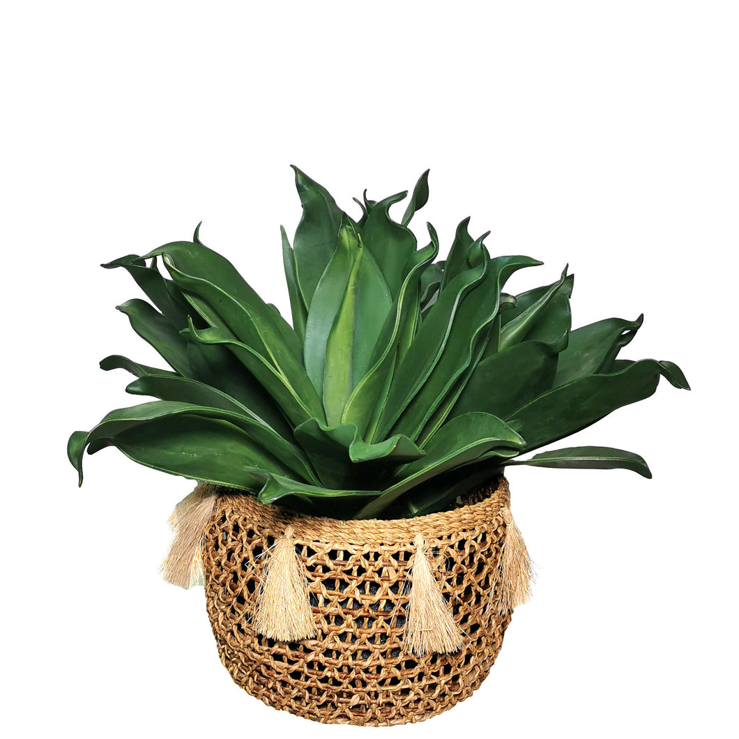 Yucca Bush with Native Basket 75cm.