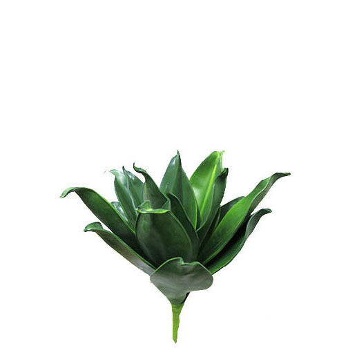 Yucca Bush