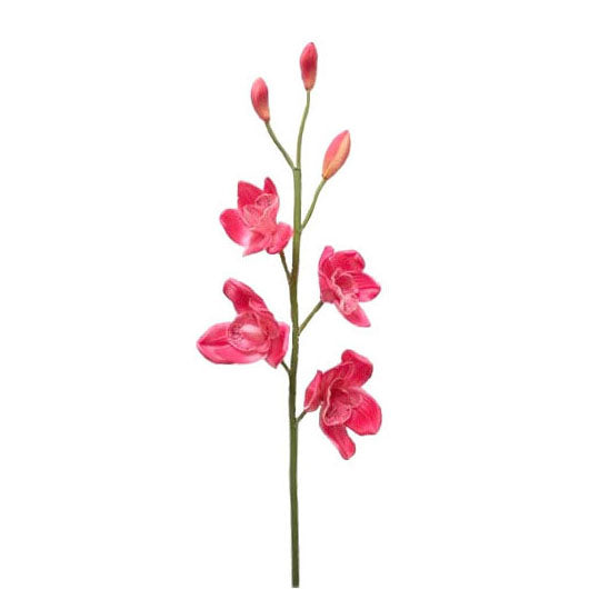 Cymbidium 86cm.