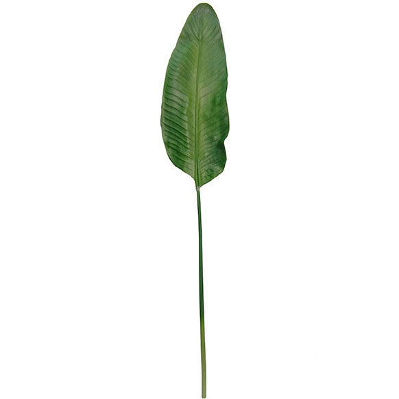 Philodendron 116cm.