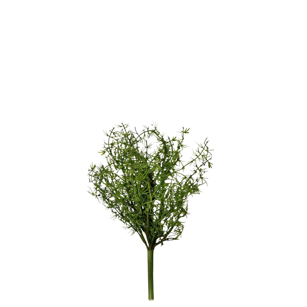 Asparagus Fern 30cm.