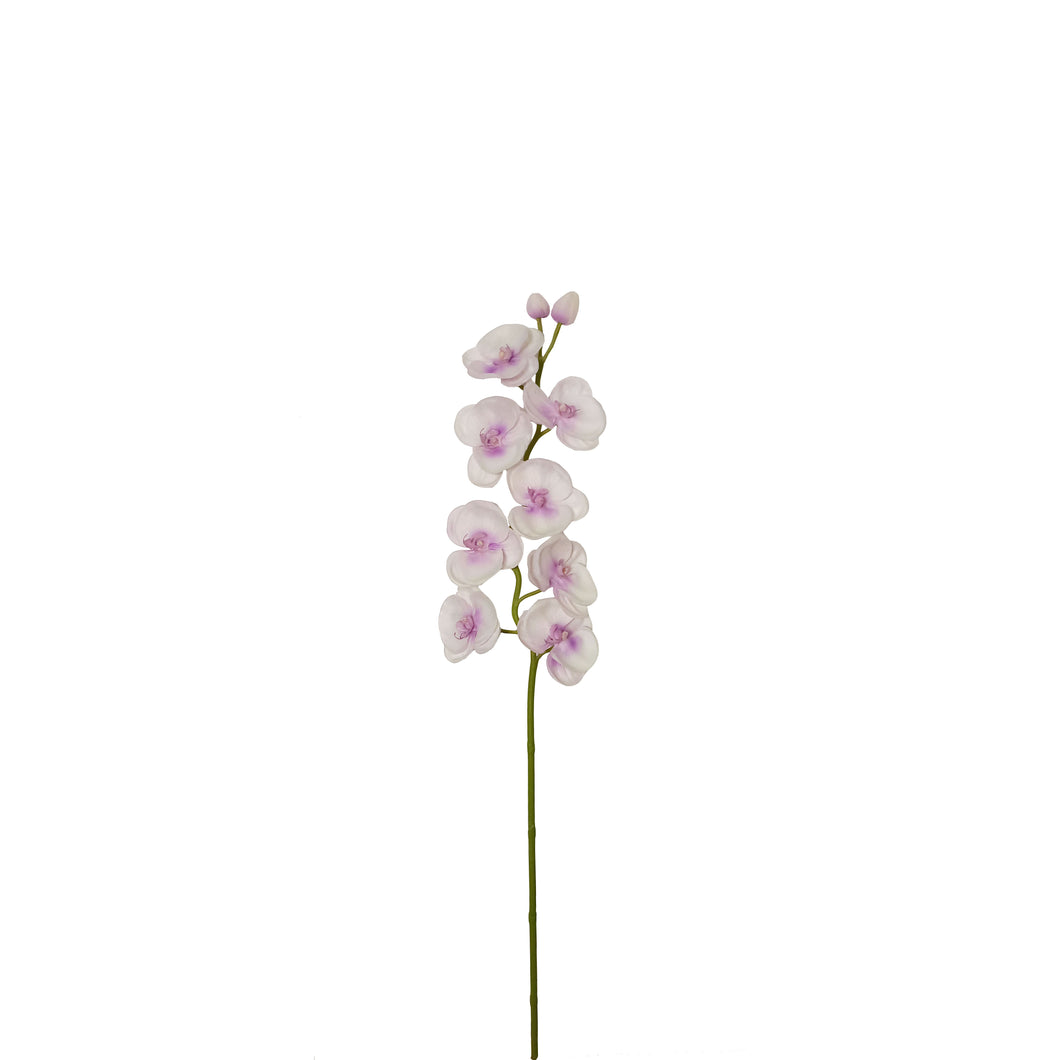 Phalaenopsis 83cm.