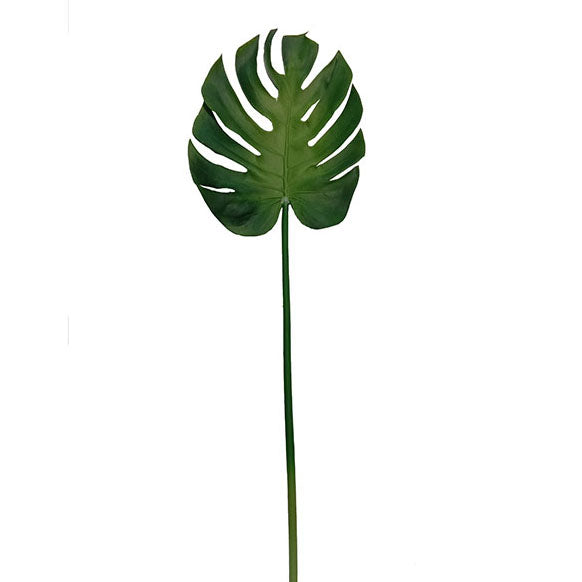 Split Leaf Philo 89cm.