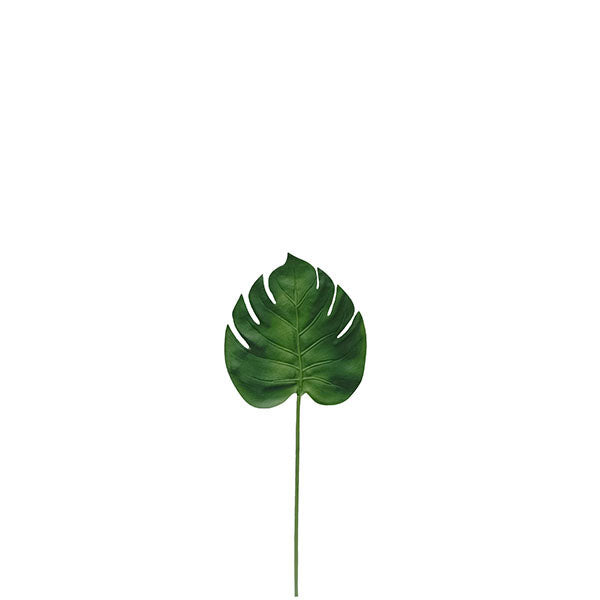 Split Leaf Philo 34cm.