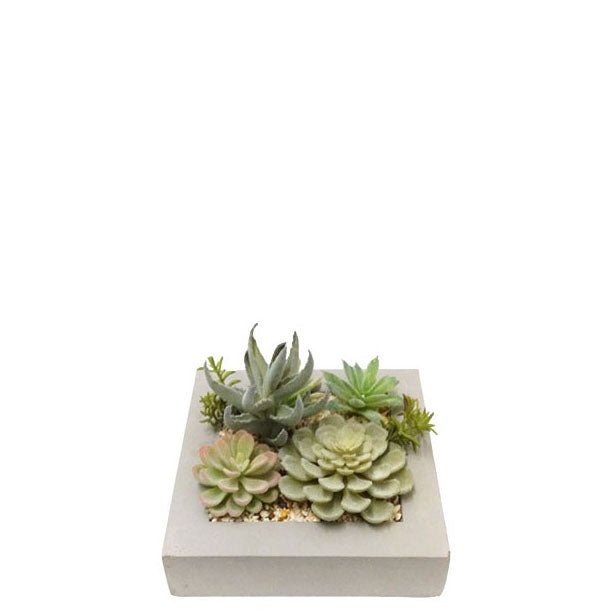 Framed Succulents