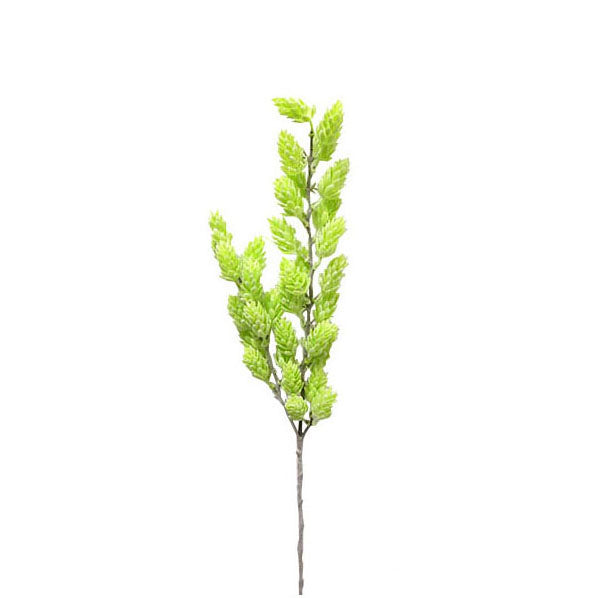 Hops Spray 70cm.