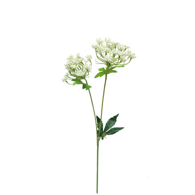 Queen Anne's Lace 66Ccm.