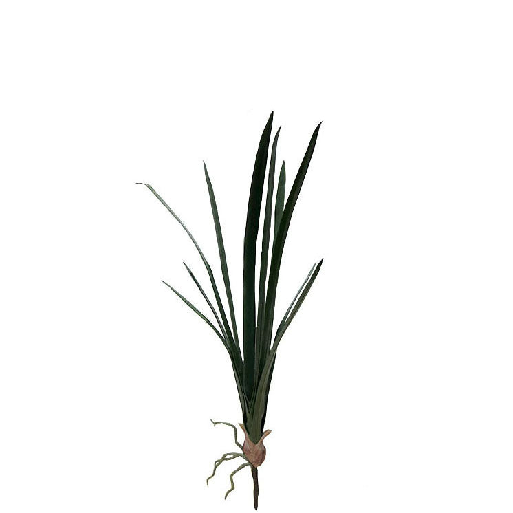 Gladiolus Leaves 58.5cm.