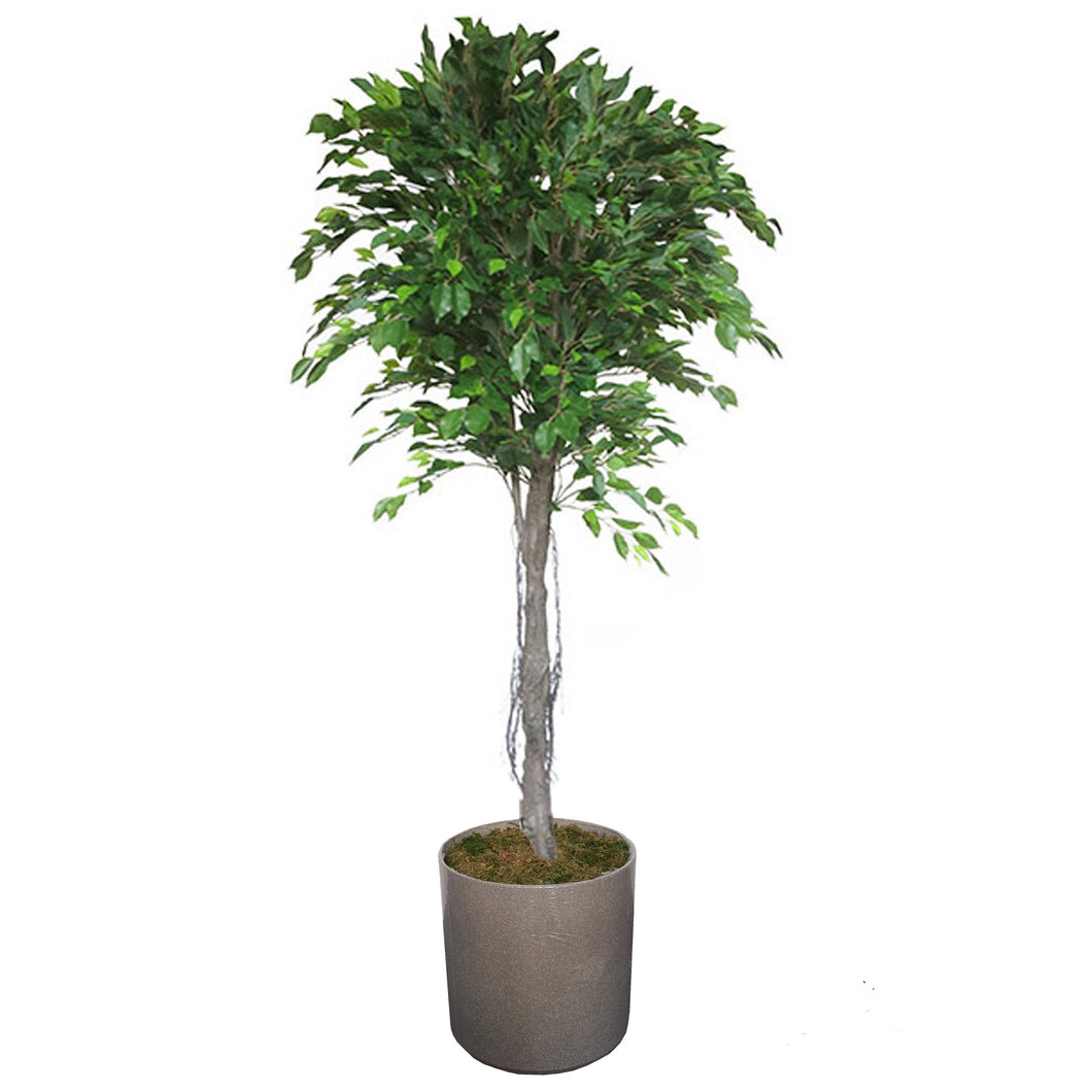 Ficus Tree 255cm.