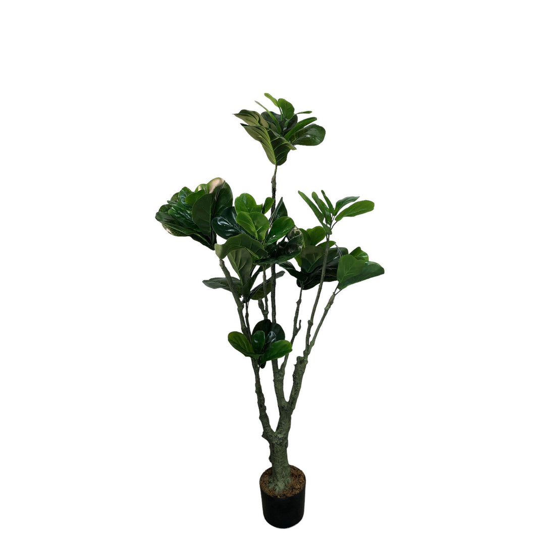 Fiddle Leaf Fig Tree 148cm.