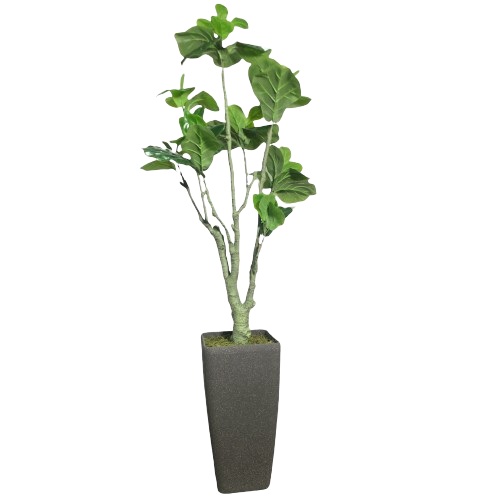 Fiddle Leaf Fig Tree 182cm.