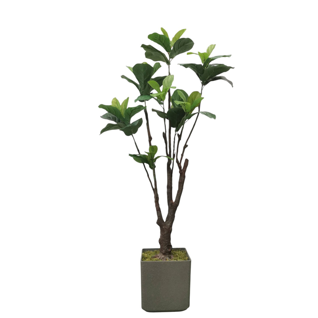 Fiddle Leaf Fig Tree 163cm.