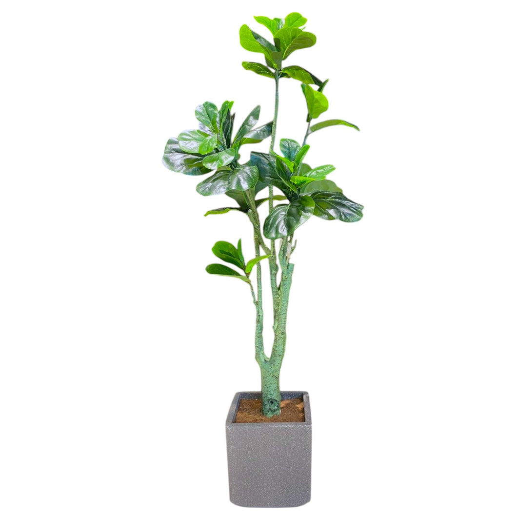 Fiddle Leaf Fig Tree 163cm.