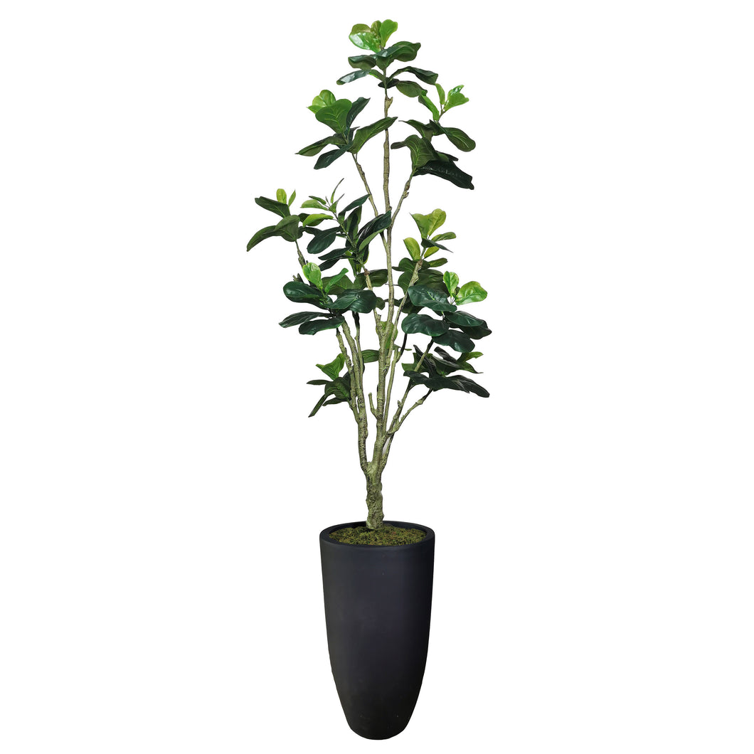 Fiddle Leaf Fig Tree 254cm.