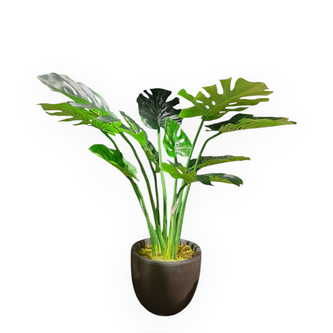 Split Philodendron 134cm.