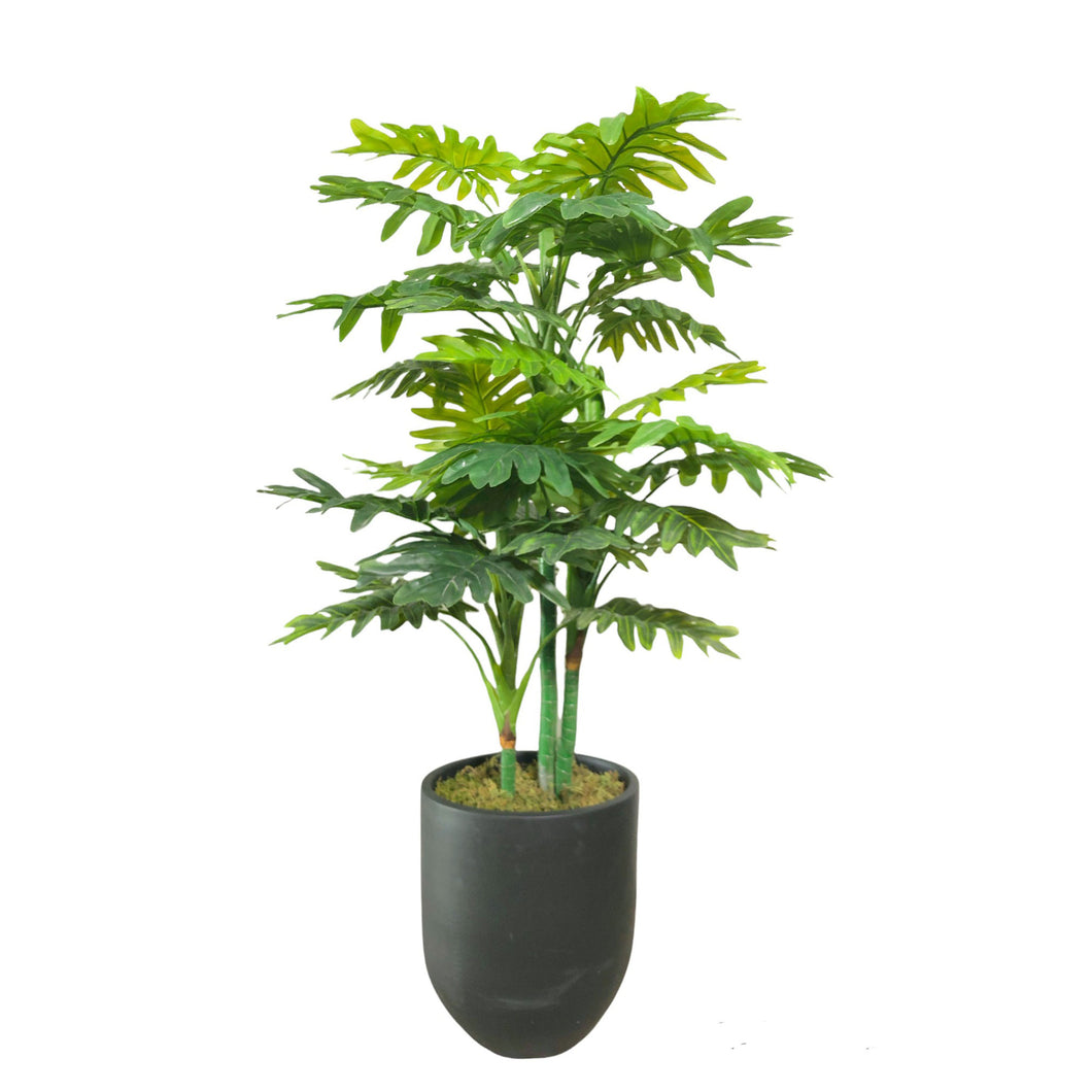 Split Philodendron 127cm.