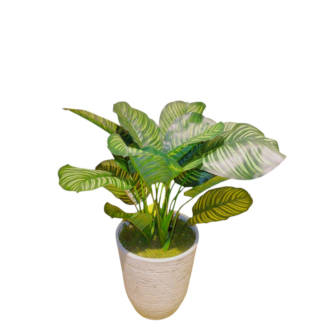 Calathea with Pot 71cm.