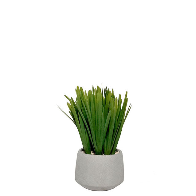 Potted Grass 23cm.