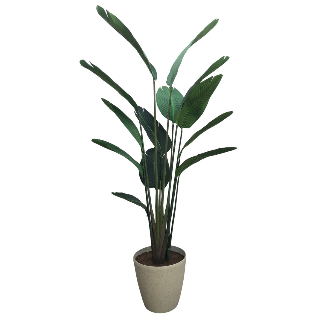 Bird of Paradise with Pot 185cm.