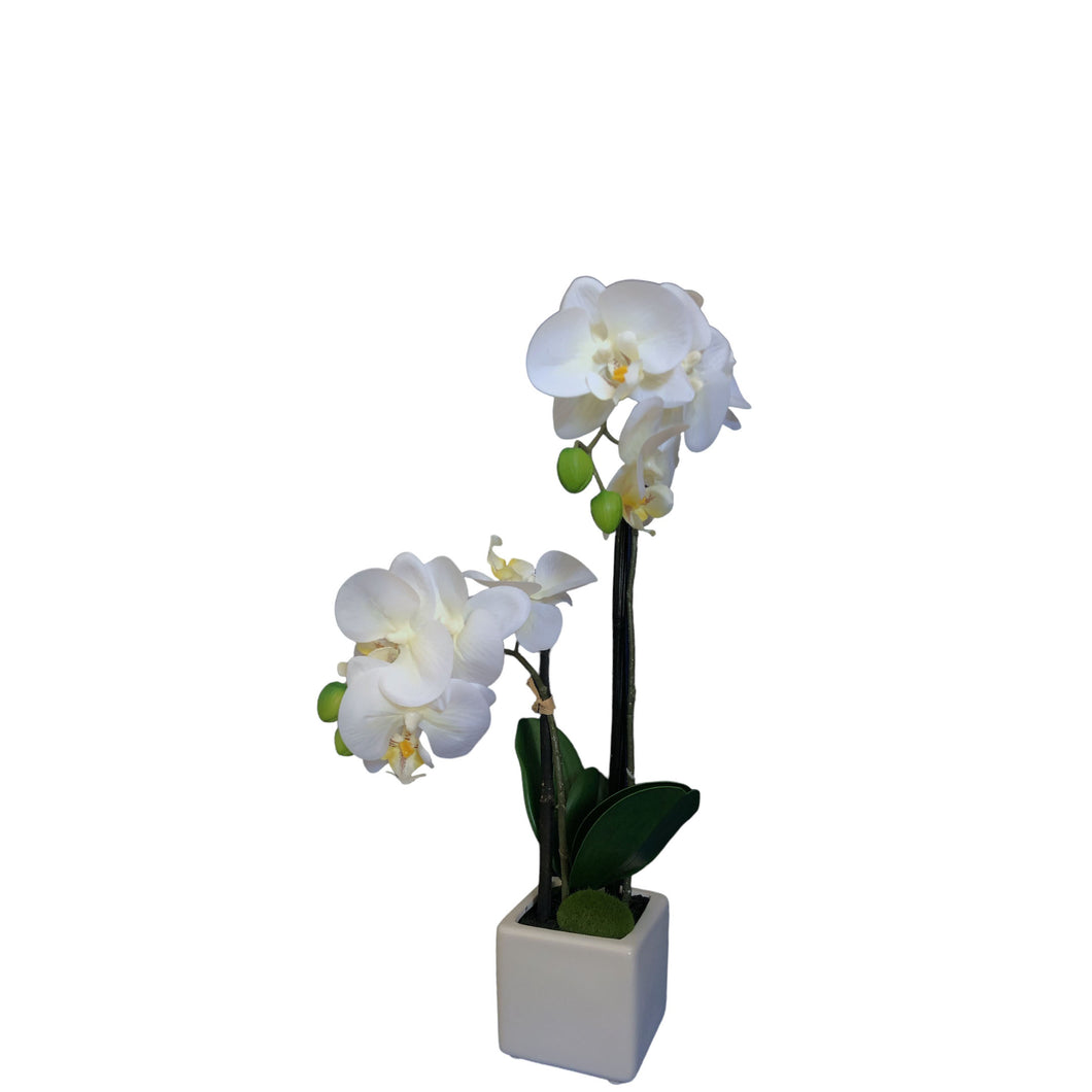 Potted Orchids 44cm.