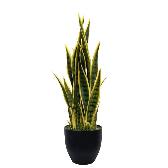 Sansevieria Trifasciata in Pot 66cm.