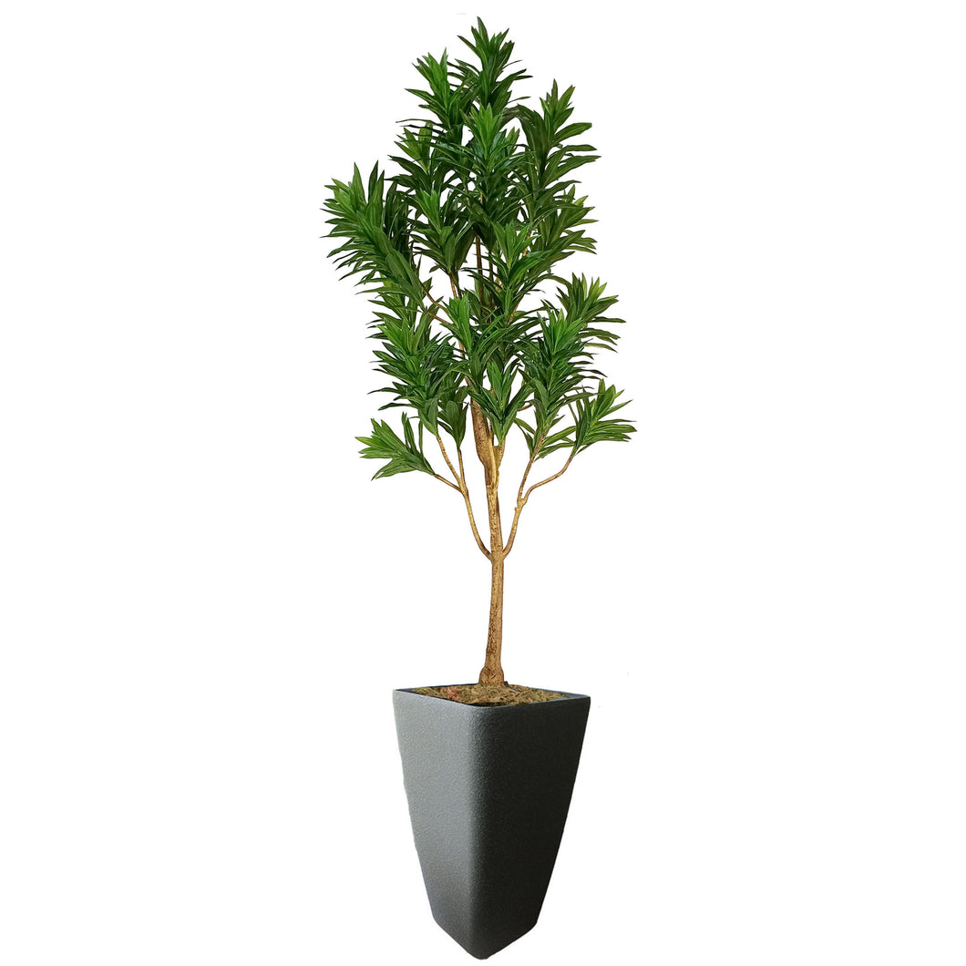 Peva Dracaena Reflexa with Pot 220cm.