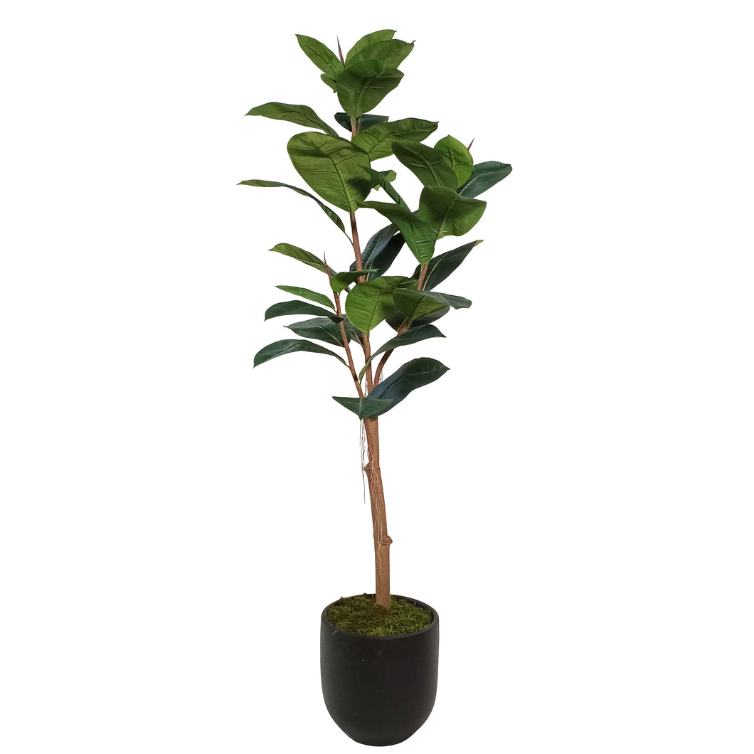 Rubber Plant with Pot 165cm.
