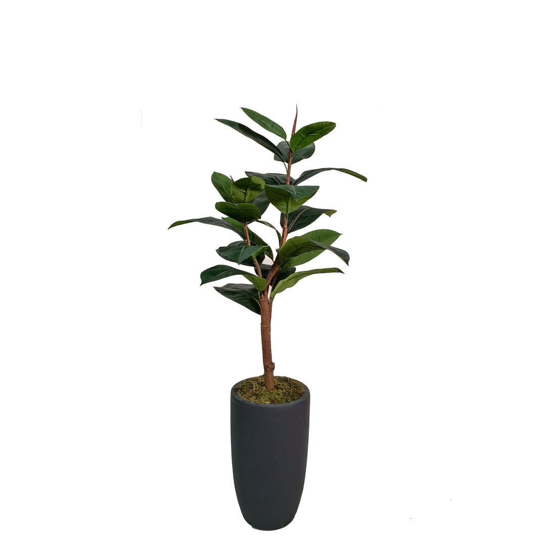 Rubber Tree with Pot 117cm.