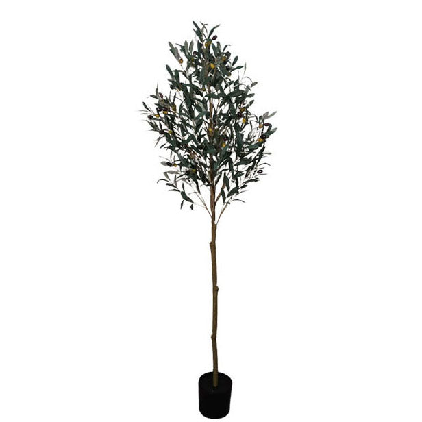 Olive Tree 185cm.
