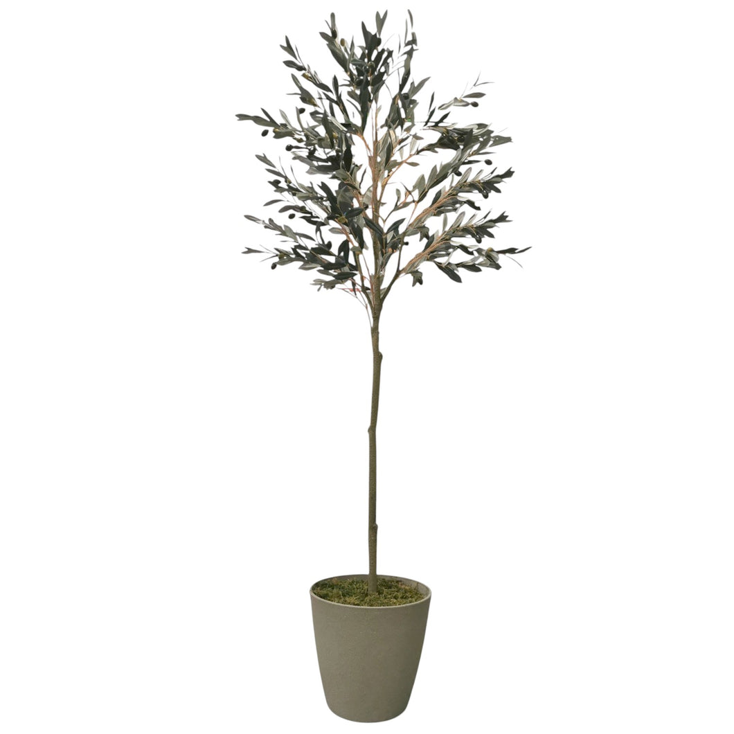 Olive Tree with Pot 192cm.