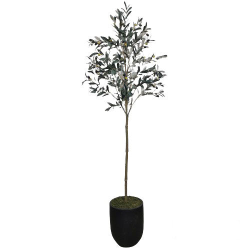 Olive Tree with Pot 198cm.