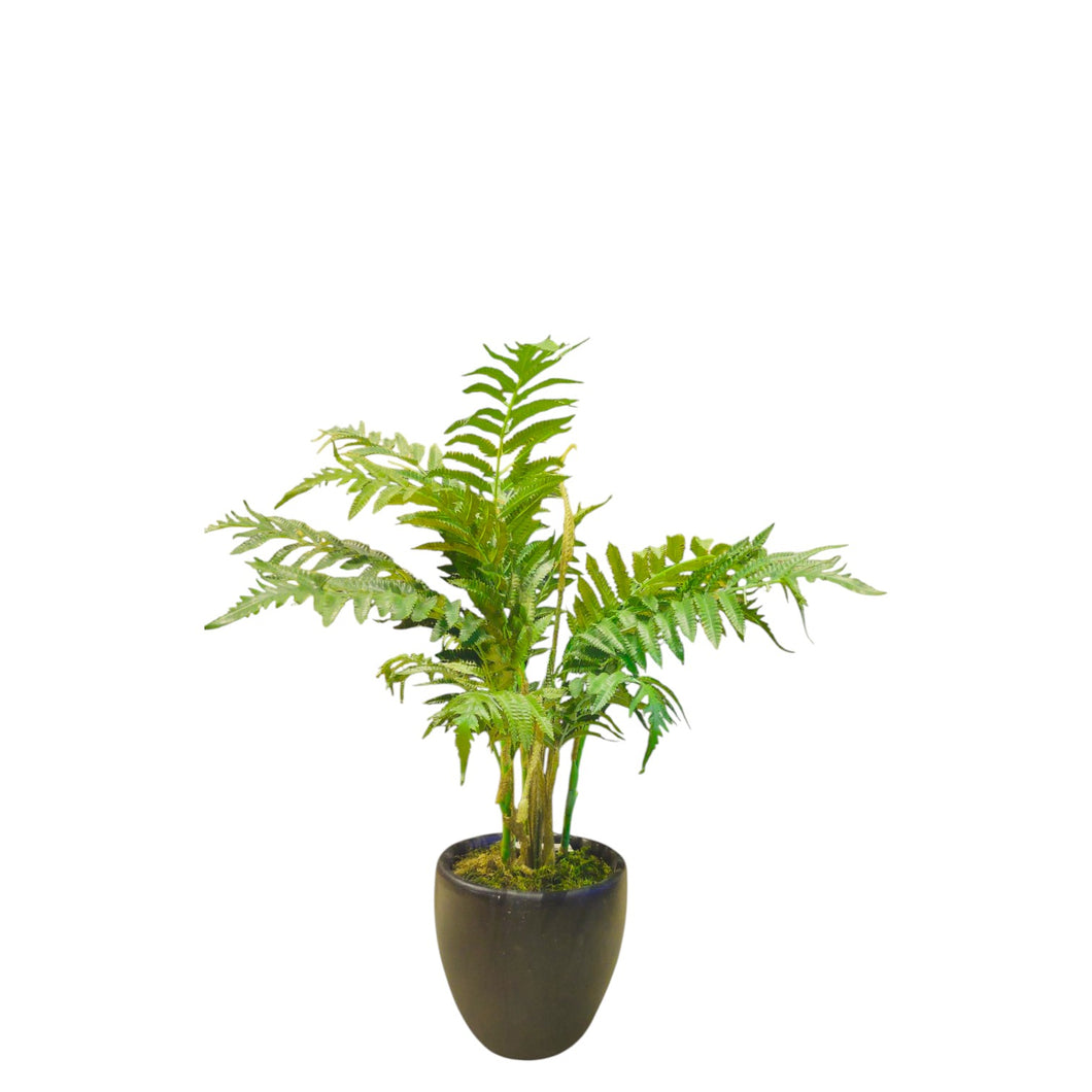 Fern Palm Tree 74cm.