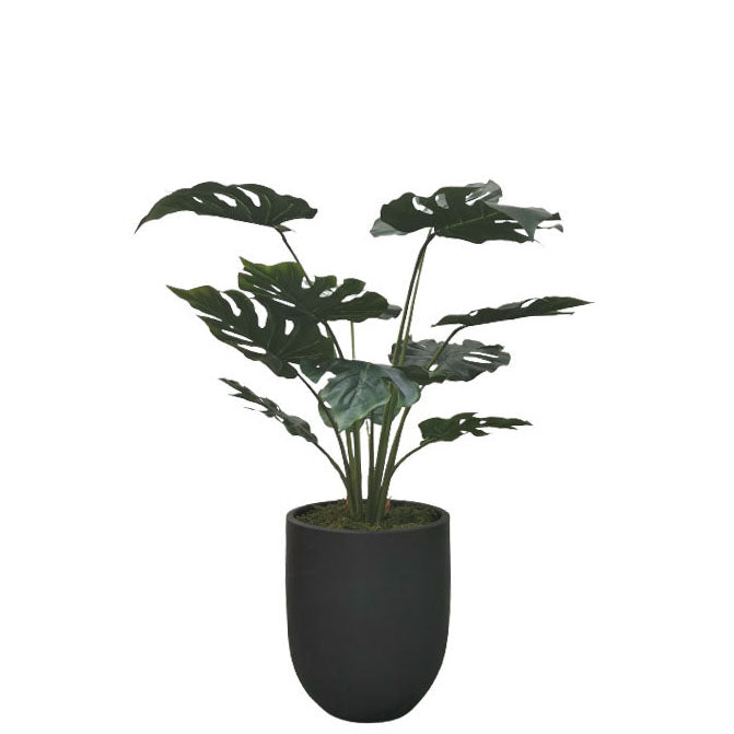 Split-Leaf Philodendron 99cm.
