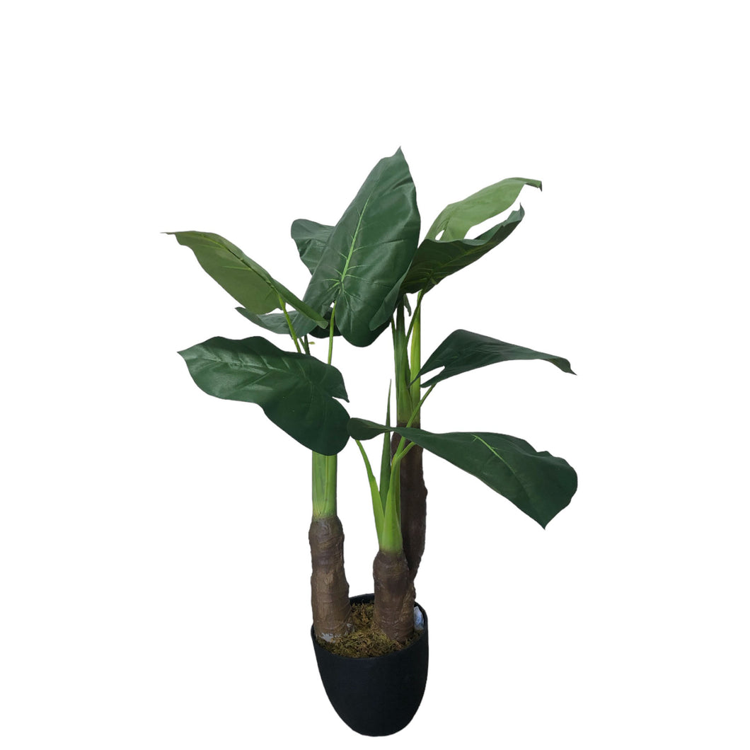 elephant ear plant price philippines Elephant Ear 105cm. – Flourish_ph