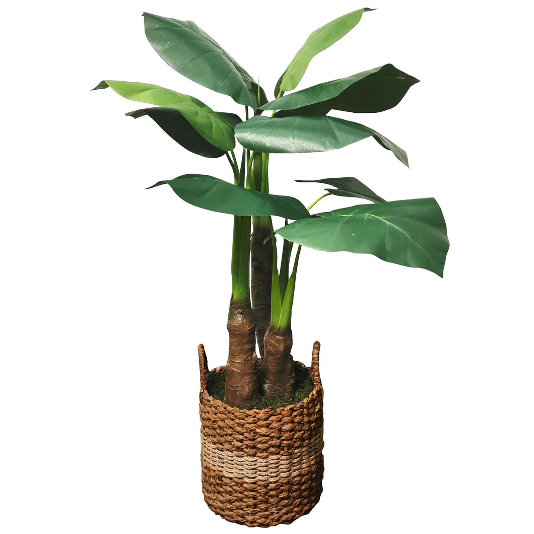 Elephant Ear 107cm.