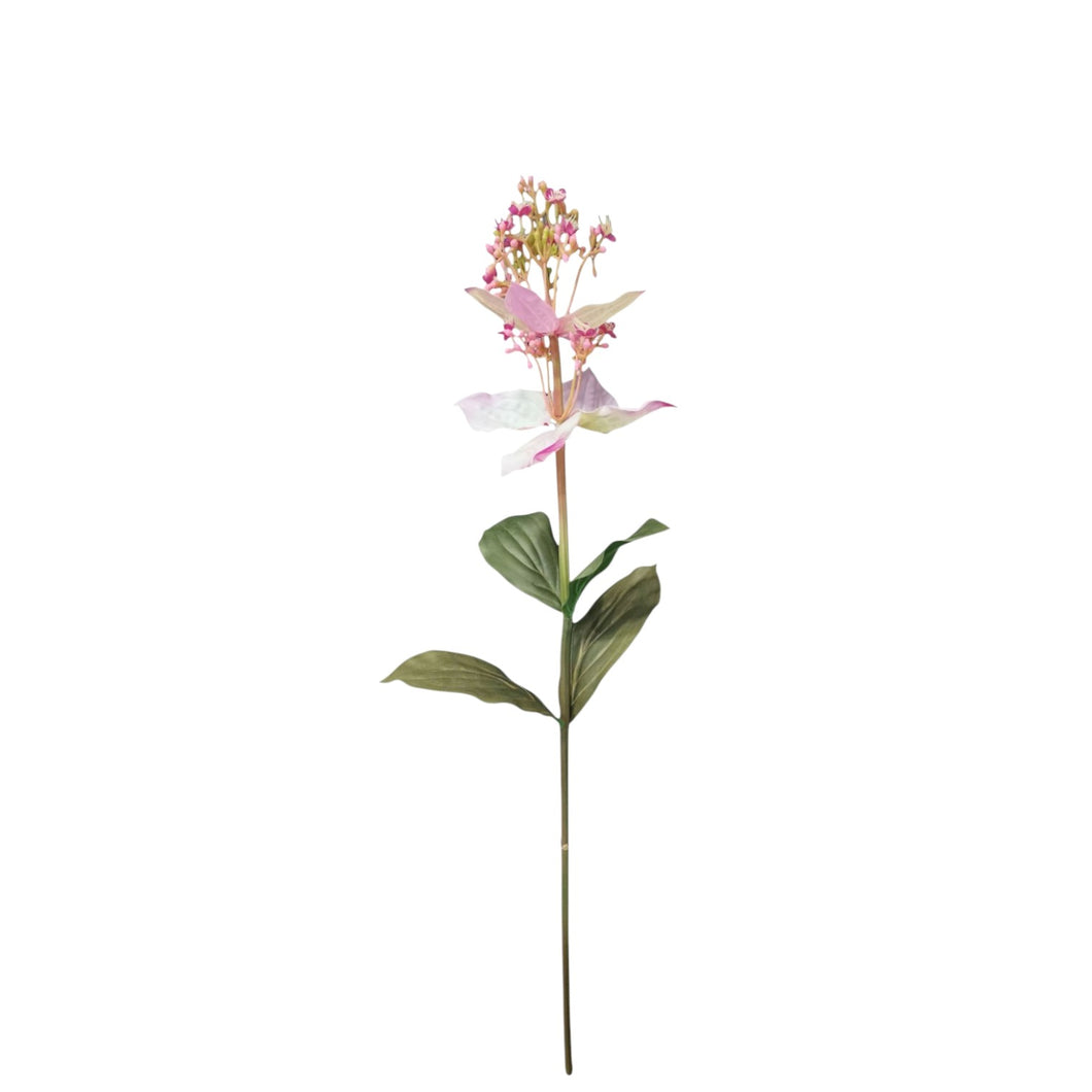Medinilla Magnifica Spray 89cm.