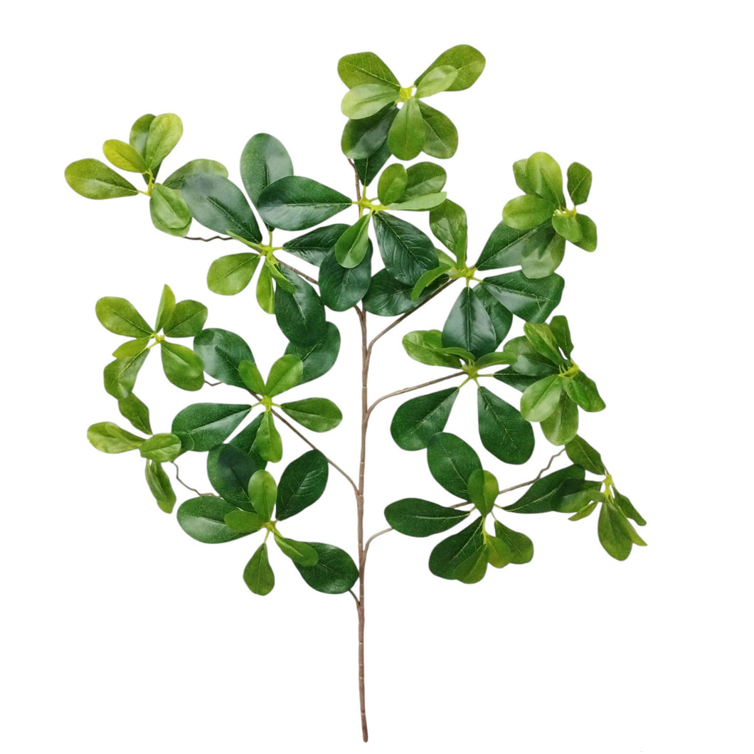 Black Olive Spray 60cm.
