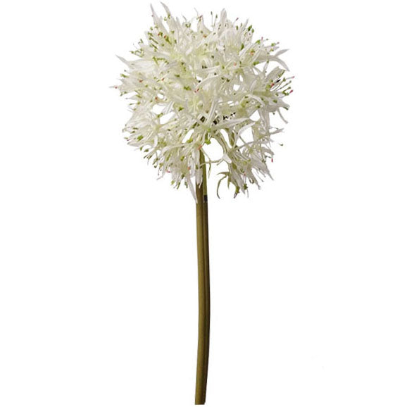 Blood Lily Spray 85cm.