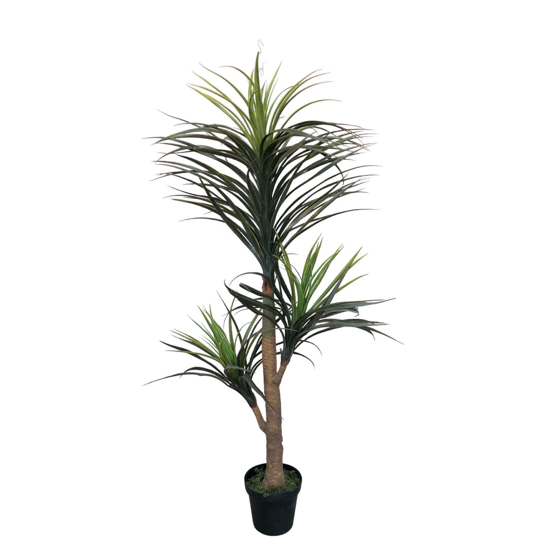 Ponytail Palm 145cm.