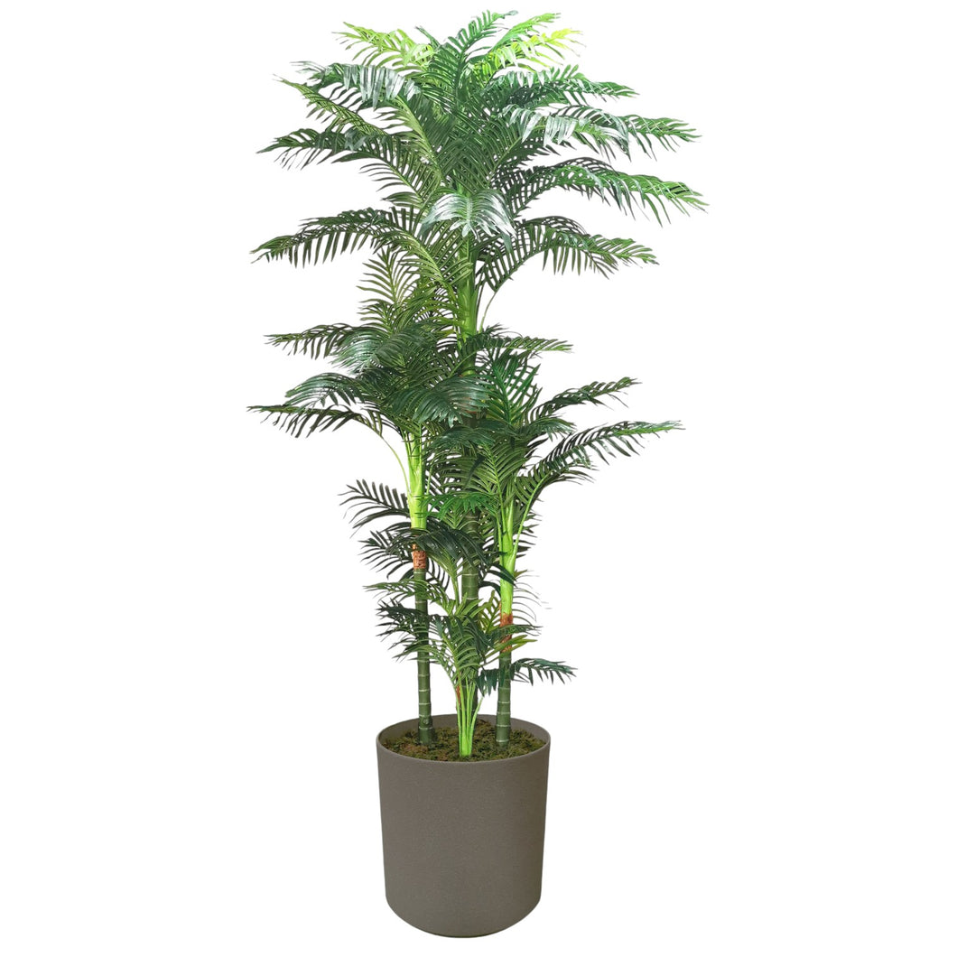Areca Palm 270cm.