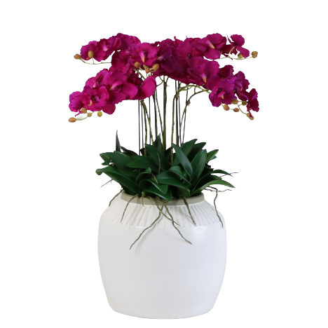 Vanda Orchid Arrangement
