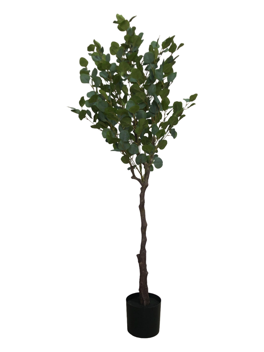 Eucalyptus Tree 155cm.