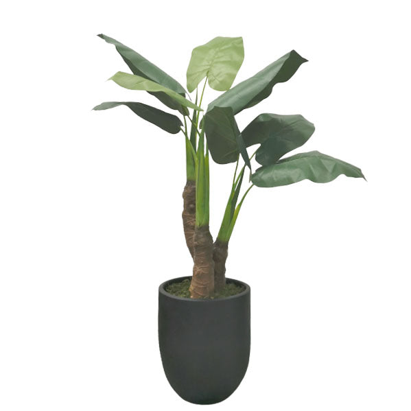 Elephant Ear 122cm.