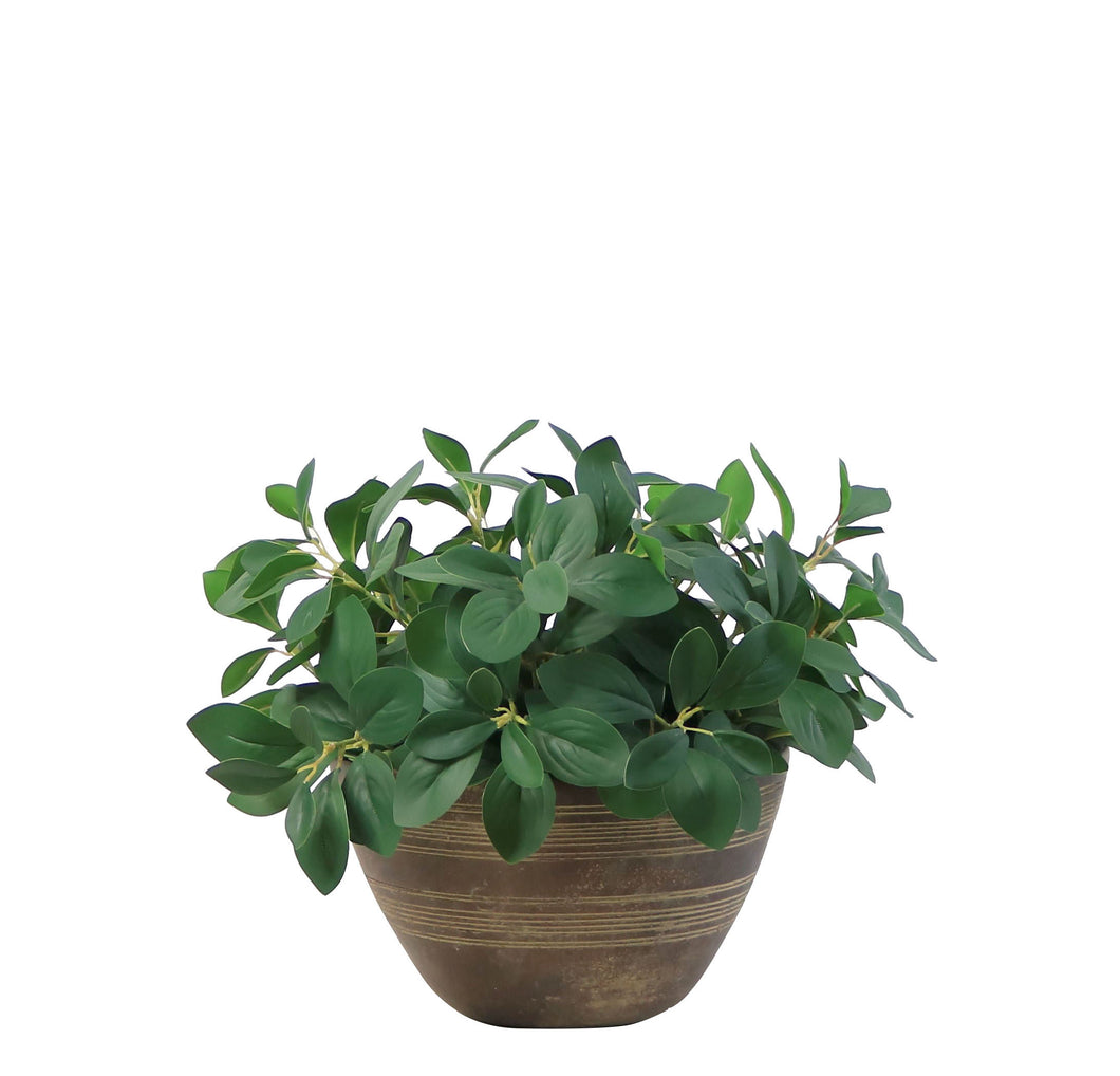 Peperomia Spray Arrangement